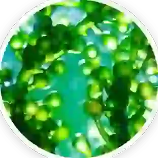 Chlorella Powder